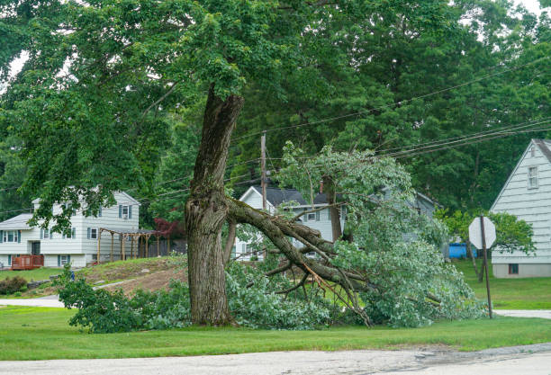 Why Choose Our Tree Removal Services in Brownsville, OR?