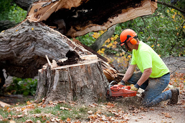 Trusted Brownsville, OR  Tree Services Experts